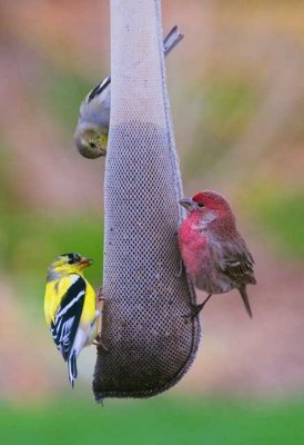 FINCHES 3594.jpg