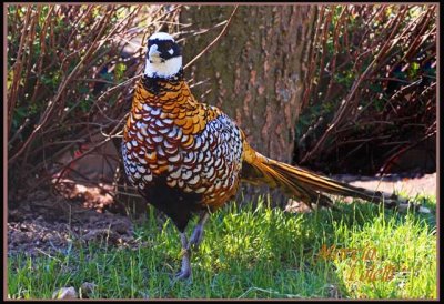 COMMON MALE PHEASANT-6354.jpg