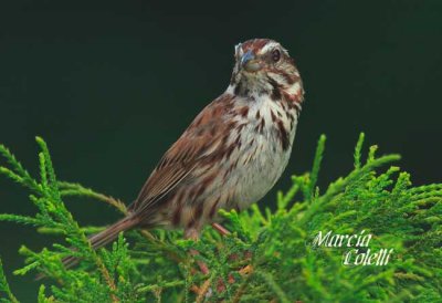 SPARROW-7886.jpg