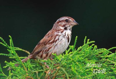 SPARROW-7887.jpg