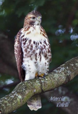 RED TAIL HAWK-8724a.jpg