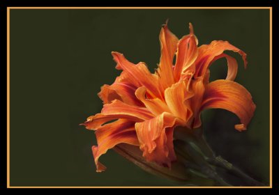 KWANZO DOUBLE DAYLILY-8391-.jpg