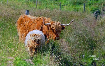 Highland-Cows1729-.jpg