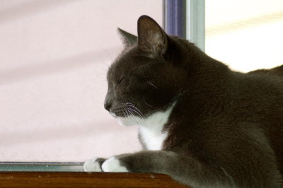 Diego sleeping on a narrow windowsill