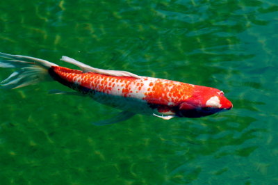 Koi