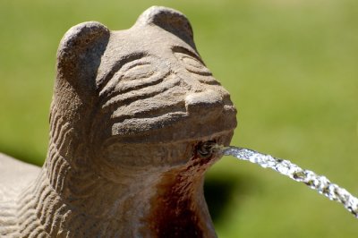 Fountain Dog