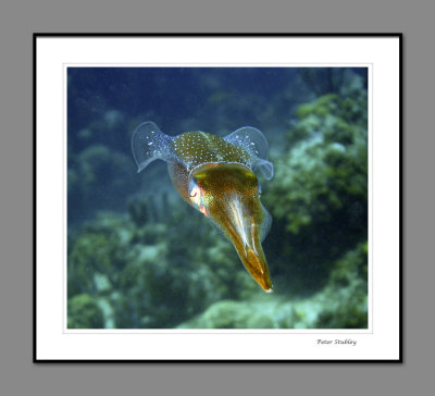 Reef squid, Eden Rock
