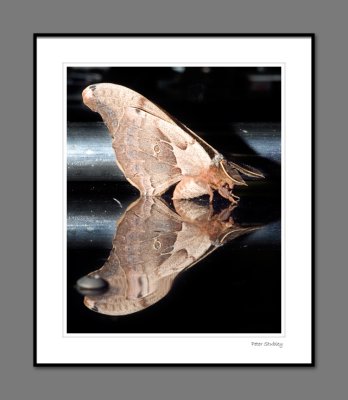 Moth, reflection after rain