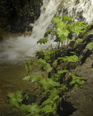 Little Waterfall_496n2