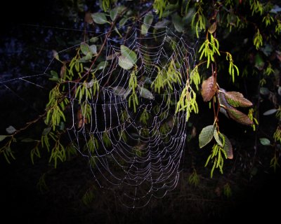 Spider Web_496o_pb_460