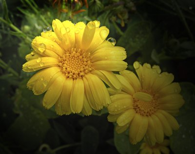 Yellow with morning dew_498b3
