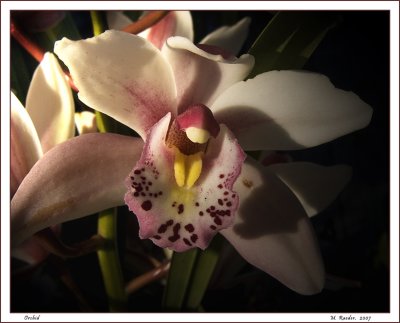 Orchid in morning light_498c