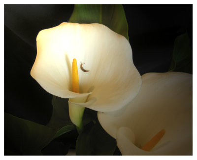 Calla with baby snail_498a