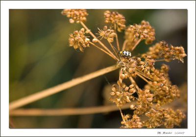 Hello from the Portola Creek_529a