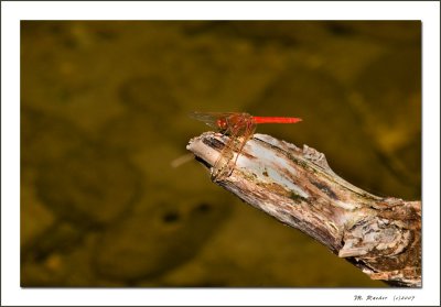 Red Dragonfly_529b
