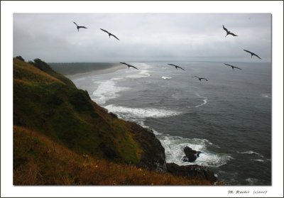 Cape Disappointment_530g