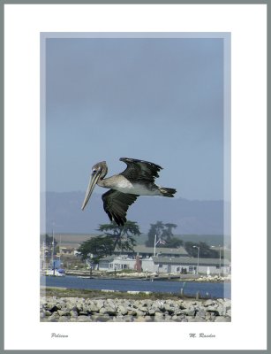 Pelican fishing for dinner - California Coast_276