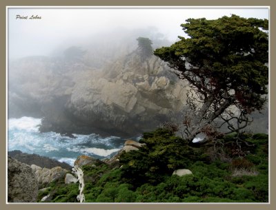 Point Lobos in Fog_299