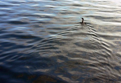 In the wake of a cormorant