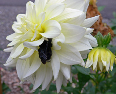 Dahlia with bumblebee by Terry Burch