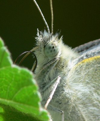 White cabbage moth