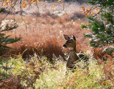 Young deer in Yosemite field