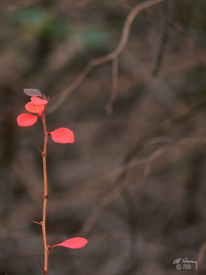 Last color of Autumn