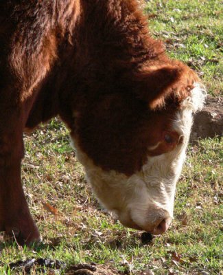 Wonder if this tastes better than that fencepost?