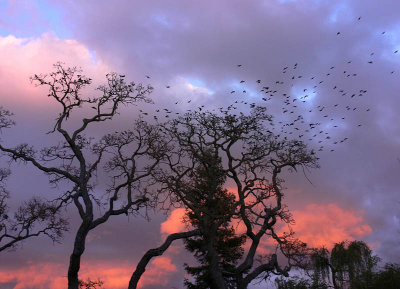 Birds and storm and sunset