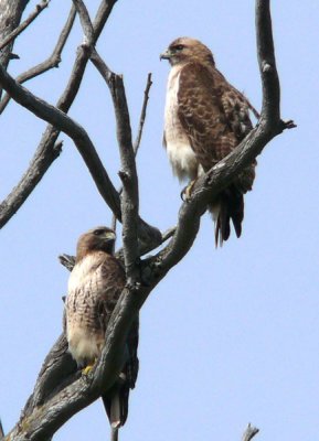 Redtail hawk pair