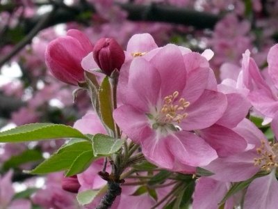 Pink Blossom Macro