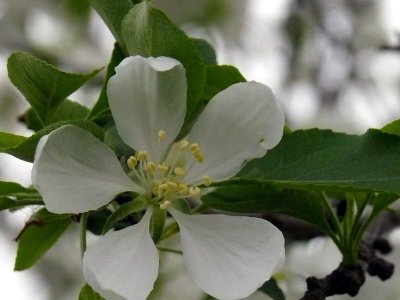 White Blossom Macro