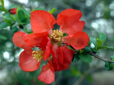 Red Blossom Macro