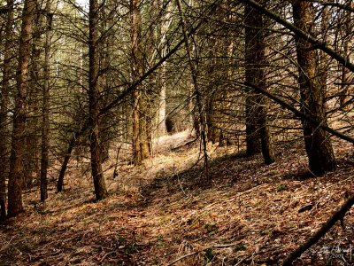 A Deer Path Thru The Woods