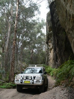 Aussie Bush - Near Sydney