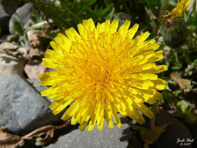 Dandelion