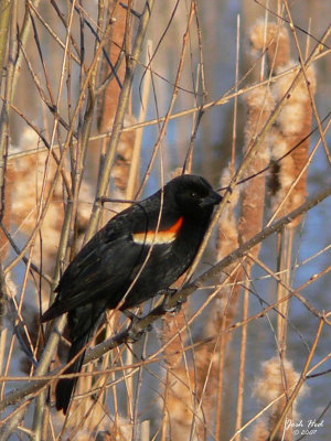 Red Winged Black Bird by the Pond