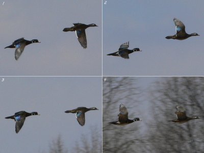 Wood Ducks in Flight