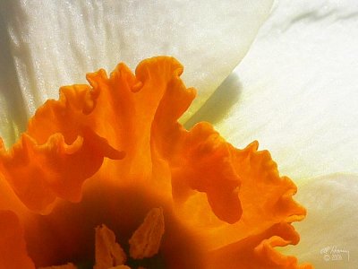 Orange and white daffodil