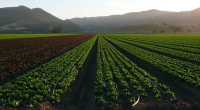 Salad at sunset