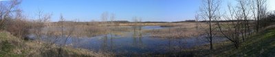 Forest  preserve panorama