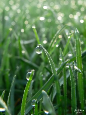 Morning Dew