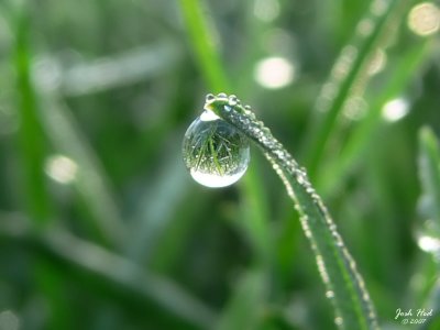 Morning Dew (Crop)