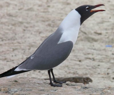 happy sea-gull