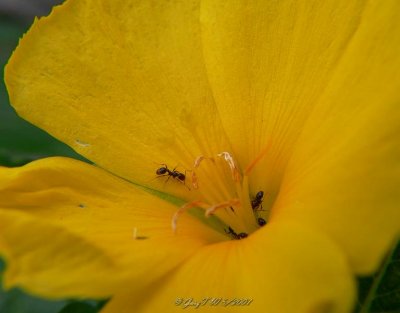 Ants in my flower