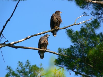 Eaglets not quite ready to fledge