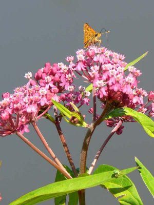 Butterfly feeding