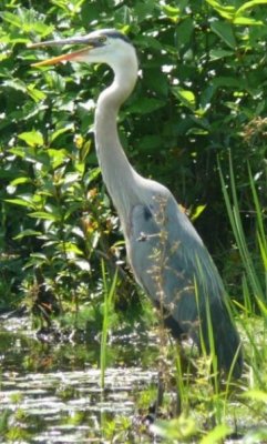 Immature Heron