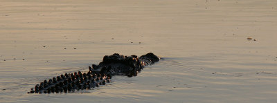 Salt water crocodile (Estuarine)