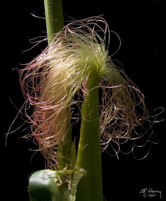 Adolescent  Corn